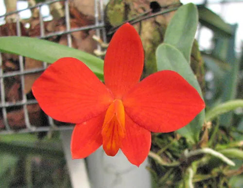 Sophronitis bicolor