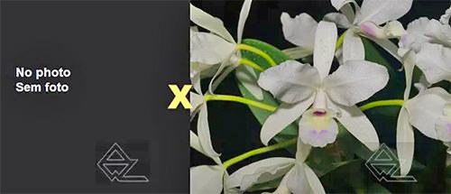 Cattleya skinneri (coerulescens x semi-alba 'Danae')