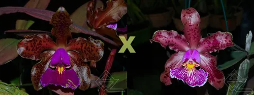 Cattleya schilleriana ('Labelo veludo escuro' x 'Surpresa')