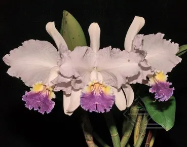 Cattleya lueddemanniana caerulea 'Sique Sique' x SELF