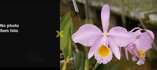 Cattleya eldorado ('Rainha Azul' x concolor)