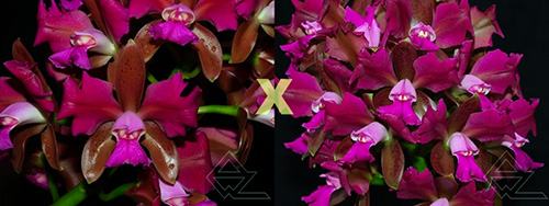 Cattleya leopoldii trilabelo ('Monte Verde' x 'AWZ')