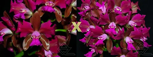 Cattleya leopoldii trilabelo ('Monte Verde' x 'AWZ')