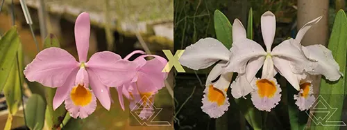 Cattleya eldorado concolor (escura x clara 'Batuira Azul')