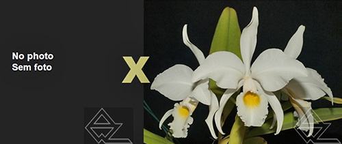 Cattleya jenmanii alba (19/20' x '04/20')