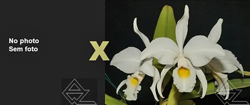 Cattleya jenmanii alba (19/20' x '04/20')