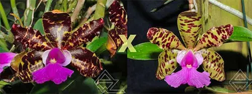 Cattleya aclandiae ('Oxente' x 'Esmeralda')