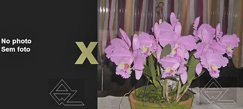 Cattleya lueddemanniana ('860' x clarinha)
