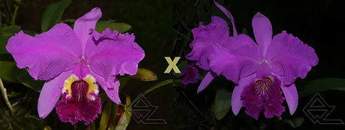 Cattleya lueddemanniana escura ('Rubi' x 'Tempestade')