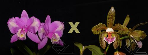 Cattleya Calimaniana (C. harrisoniana trilabelo x C. schofieldiana)