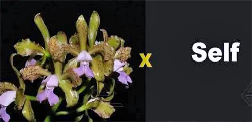 Cattleya leopoldii coerulea 'San Rafael' x SELF