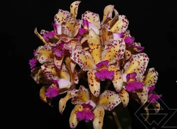 Cattleya amethystoglossa aurea 'Do Daniel' x SELF