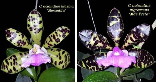 Cattleya aclandiae lilacina 'Mercedita' x aclandiae nigrescens 'Mae Preta'
