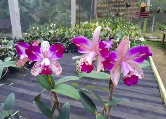 Cattleya (Kerchoveana x Corcovado) x Bramantiae
