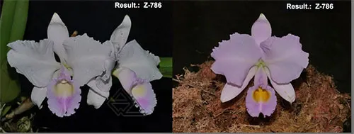 Cattleya trianae (alba x coerulea)