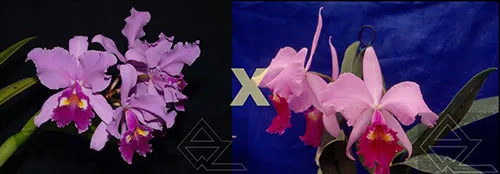 Cattleya warscewiczii ('Z-133' x 'Gigante do Cuete')