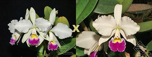 Cattleya warneri semi alba ('Rio das Farinhas' x 'Gustavo')