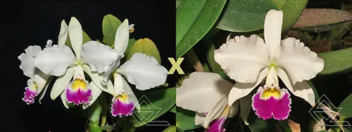 Cattleya warneri semi alba ('Rio das Farinhas' x 'Gustavo')