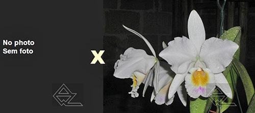 Cattleya labiata (suave 'Z-904' x roxo bispo 'Urbano')