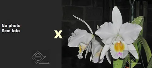 Cattleya labiata (suave 'Z-904' x roxo bispo 'Urbano')