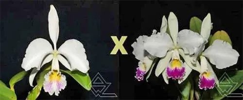 Cattleya warneri (semi alba venosa 'Chuvisco' x semi alba 'Rio das Farinhas')