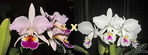 Cattleya labiata ('Perola Rubra' x semi alba 'Marina')