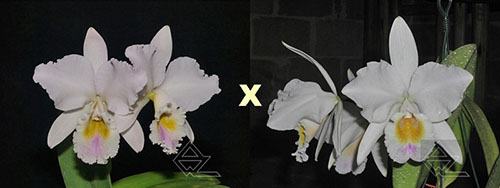 Cattleya labiata (amesiana 'Helvecia' x roxo bispo 'Urbano')