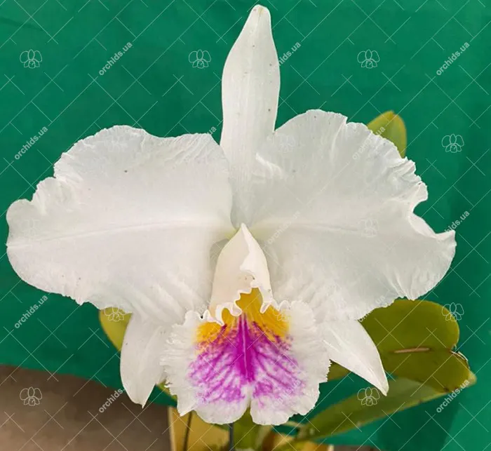 Cattleya mossiae semi alba ('Pica pau' x 'Gigante')