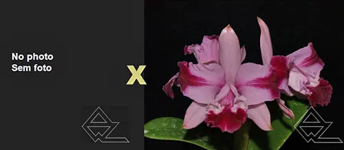 Cattleya intermedia (sanguinea trilabelo 'Sombra' x trilabelo vinicolor 'Gomes')