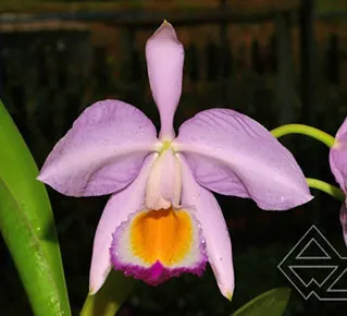 Cattleya eldorado orlata x SELF