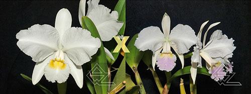 Cattleya lueddemanniana (alba 'Orion' x carnea 'Drago')