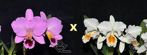 Cattleya percivaliana ('Thiago' x alba 'Labelo Dourado')