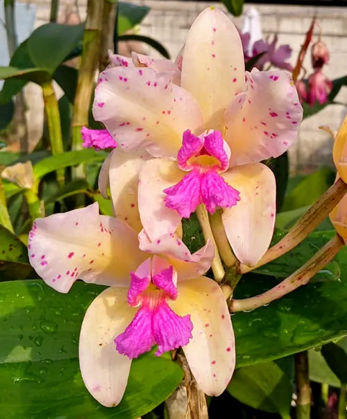 Cattleya amethystoglossa aurea 'Renato' x 'Jessica Valnei'