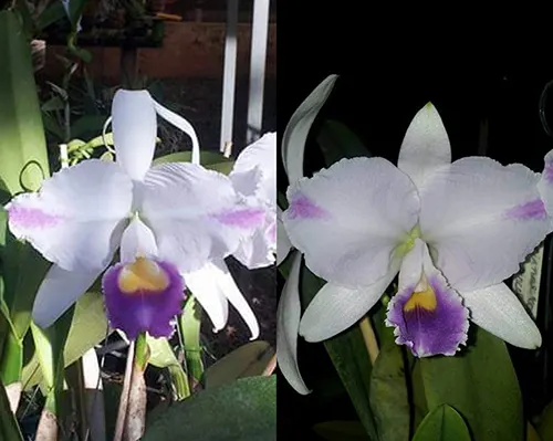 Cattleya trianae coerulea pincelada 'Heitor' x coerulea pincelada 'Majestade'