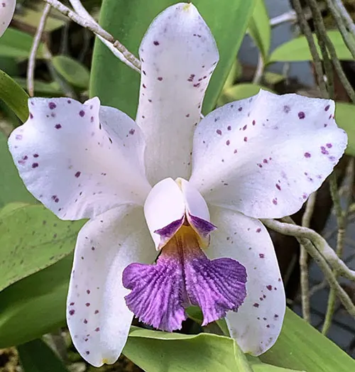 Cattleya amethystoglossa coerulea (FCC x DSC)