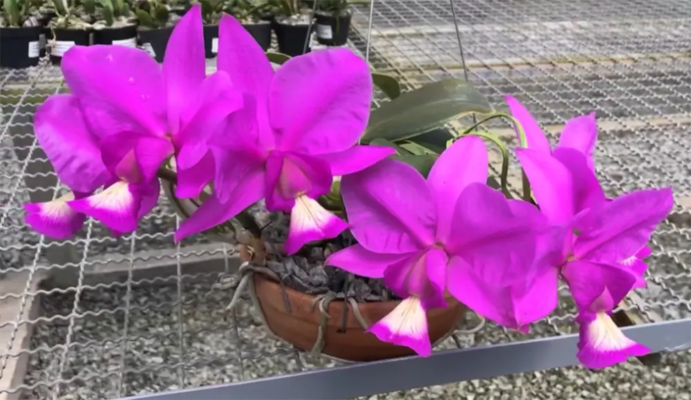 Cattleya nobilior 'Golias' x rubra