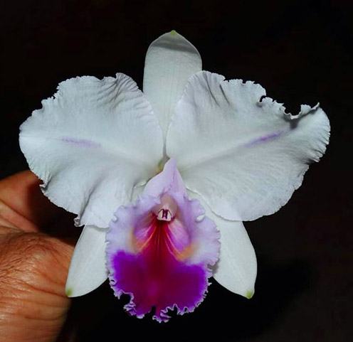 Cattleya quadricolor semi alba pincelada x self
