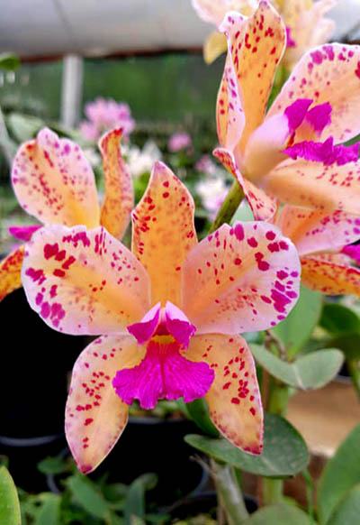 Cattleya amethystoglossa aurea 'Roberson' x 'Maria Luiza'