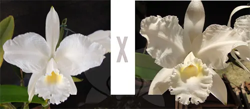 Cattleya lueddemanniana alba 'Cavacano' x alba 'Angel'