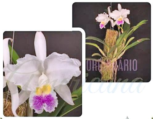 Cattleya lueddemanniana semi-alba 'Russo' x 'Agnetha'