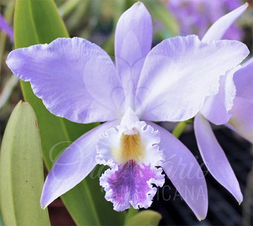 Cattleya labiata coerulea nativa 'Rio Verde' x 'Carolina Azul'