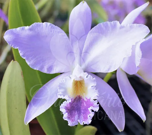 Cattleya labiata coerulea nativa 'Rio Verde' x 'Carolina Azul'