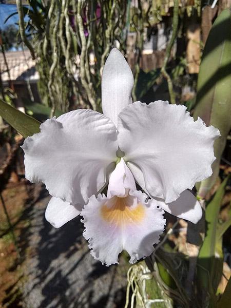 Cattleya trianae concolor 'Ocri 730' x concolor 'Zulu'