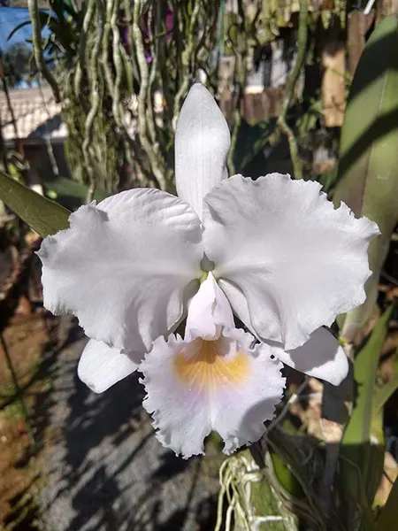 Cattleya trianae concolor 'Ocri 730' x concolor 'Zulu'