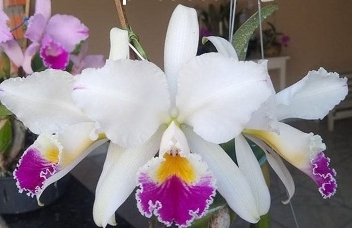 Cattleya jenmanii semi-alba pincelada 'Mantelini' x self