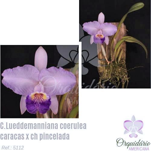 Cattleya lueddemanniana coerulea 'Caracas' x coerulea pincelada