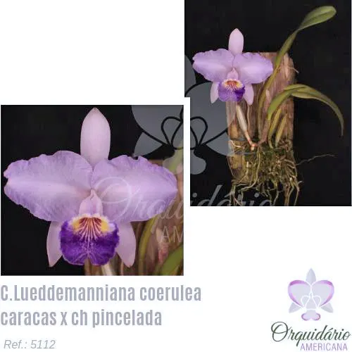 Cattleya lueddemanniana coerulea 'Caracas' x coerulea pincelada