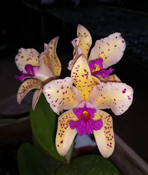 Cattleya amethystoglossa aurea 'Dona Rita' x 'Roberson'