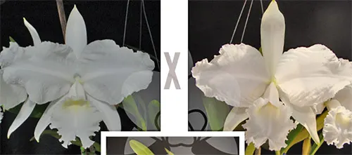 Cattleya lueddemanniana alba x alba 'Caracas'
