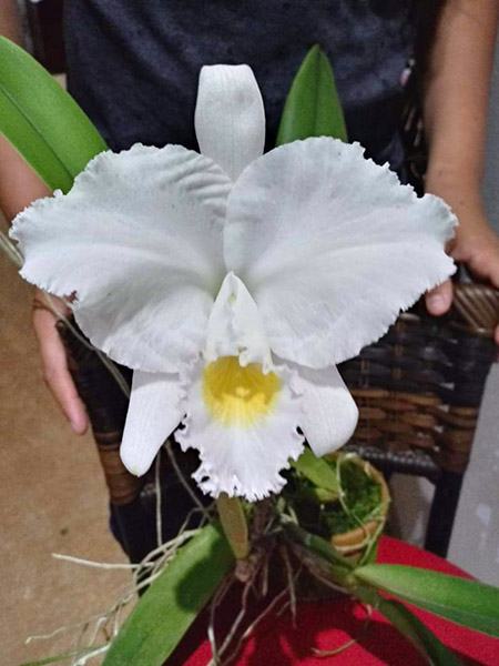 Cattleya labiata alba 'Lab#902' x self